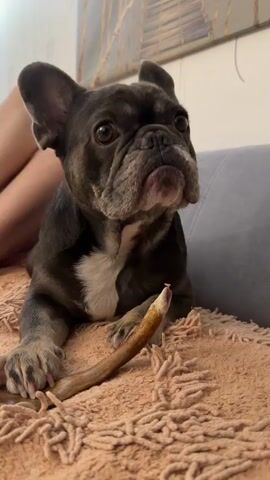 A French Bulldog lies on a textured peach blanket, chewing on a tan bone. The dog's fur is dark gray with white markings on its chest. Its ears are perked, and its eyes are looking towards the camera. A person's legs, clad in light-colored shorts, are visible in the background. The dog is holding the bone with its front paws. The scene appears to be indoors, with a wall and a piece of abstract art visible in the background.