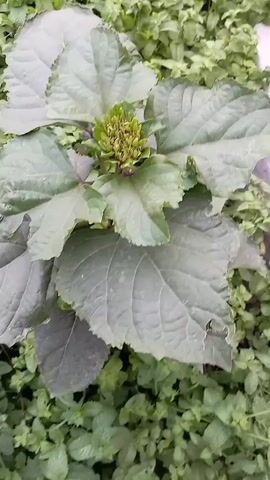 This video captures a close-up view of a plant with a large, developing flower bud in the center. The bud is a vibrant green, with smaller, developing florets clustered tightly together. Surrounding the bud are broad, dark green leaves, some of which show signs of wear, like a small tear on the edge of one leaf. The plant is nestled amongst other, smaller green foliage, suggesting it is growing outdoors. The overall impression is one of natural growth and the anticipation of blooming. There is no visible text in the video.