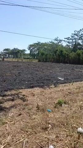 A wide shot captures a field that appears to have been recently burned. The ground is covered in a dark, ash-like residue, with patches of dry, brown grass and straw visible, especially in the foreground. In the background, a line of trees forms the horizon against a clear blue sky. Overhead, power lines are strung across the frame. No people or specific objects are clearly discernible within the burned area, though some debris is present in the foreground. The overall impression is one of a cleared or scorched agricultural or natural area.