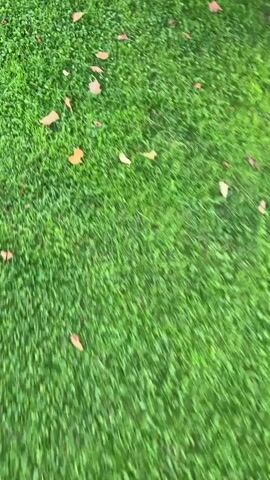 The video shows a tabby cat with stripes and spots walking on grass. The cat is in a garden with fallen leaves scattered on the lawn. In the background, there is a greenhouse and some plants. The camera is moving, following the cat as it walks and stretches. The cat pauses to sniff the ground.