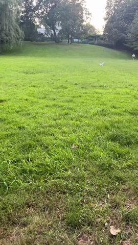 The video opens with a wide shot of a grassy park. In the distance, a white dog is running across the field. A person can be seen in the far right of the frame, also moving across the park. The camera then rapidly zooms in on the dog as it runs towards the viewer. The grass is lush and green, with some fallen leaves scattered on the ground in the foreground. Trees line the background of the park, and a white house is visible behind them. The lighting suggests it is late afternoon or early evening.