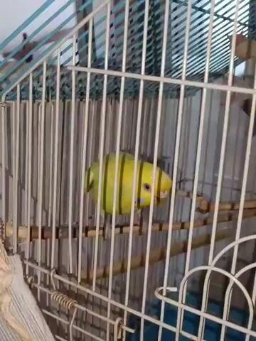 The video begins with a close-up of a yellow budgie in a cage. The cage is made of light-colored metal bars and has wooden perches. A white mesh material is visible on the left side of the cage. The camera then pans down and to the right, showing a dimly lit room with a red patterned rug. A white, fluffy dog is lying on its side on the rug, with its head tucked underneath its body. The dog appears to be sleeping or resting. The video is brief and shows no other people or significant actions.