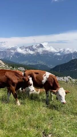 The video shows a herd of cows grazing in a mountain meadow. The cows are mostly brown and white, and they are scattered throughout the grass. In the background, there are tall, rocky mountains with some clouds around the peaks. The sky is blue with some white clouds. The overall scene is one of a peaceful, natural landscape.