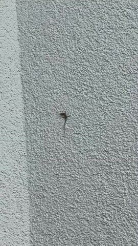 A small, brown lizard is seen clinging to a textured, light-colored wall. The lizard is positioned in the center of the frame, with its body angled slightly upwards. Its tail extends downwards, appearing thin and delicate. The wall has a rough, stucco-like finish. To the left of the lizard, a vertical line indicates a subtle change in the wall's texture or a corner. The lighting suggests it is daytime, with shadows and highlights visible on the wall's surface, indicating direct sunlight.