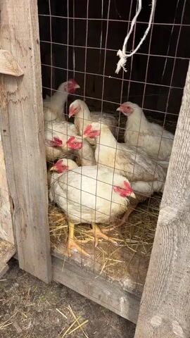 Six white chickens are visible inside a wooden enclosure with a wire mesh front. The chickens are standing on a bed of straw. The enclosure appears to be rustic, with rough-hewn wooden planks forming the sides. The chickens have red combs and wattles. The lighting suggests it is daytime.