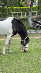 Horses graze near Cinema Centre in Da Lat