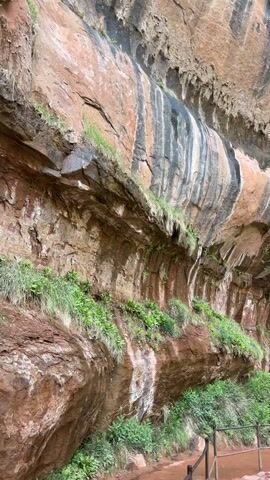 The video showcases a scenic canyon environment, likely a popular hiking trail. Large, imposing rock walls dominate the left side of the frame, characterized by distinct reddish-brown hues interspersed with striking vertical streaks of black and white. These stripes appear to be caused by water flow and mineral deposits, creating a natural, artistic pattern on the rock face. Lush green vegetation, including grasses, bushes, and small trees, clings to ledges and grows at the base of the canyon walls.

A dirt path, also reddish-brown, is visible along the base of the canyon wall, with a metal railing running alongside it for safety. Several people can be seen walking on this path, suggesting a hiking or walking trail. In some frames, a body of water, possibly a river or stream, is visible below the path. The sky is visible towards the top of the canyon, indicating daytime. The overall impression is one of natural beauty and a well-maintained trail for visitors. The scene strongly resembles locations found in national parks like Zion, aligning with the Springdale, United States location context.