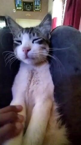 This is a close-up video of a tabby and white cat lying on a dark grey couch. The cat's eyes are mostly closed, and it appears relaxed. In the background, there are framed pictures on a wall, and a red curtain is visible to the right. At 00:02, a hand briefly touches the cat's chest, and at 00:03, the cat lifts its right paw towards the camera. The lighting suggests an indoor setting, possibly a living room.