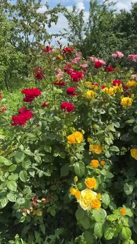 The video displays a vibrant garden filled with numerous rose bushes in full bloom. The roses are a riot of colors, including bright yellow, deep red, fuchsia, pink, and purple. The bushes are lush and green, with many leaves and buds visible alongside the open flowers. The background shows more greenery, likely trees and other foliage, under a bright, partly cloudy sky. The camera pans across the garden, showcasing the abundance and variety of the roses. There are no people or animals visible in the frame. The setting appears to be outdoors in a well-maintained garden.