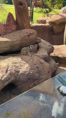 The video begins with a close-up of a meerkat sitting on a large rock. The meerkat is light brown with darker stripes on its back and a black mask around its eyes. It is looking to the right of the frame. The background consists of rocks, gravel, and some vegetation. The camera then pans to the left, following the meerkat as it turns its head and then gets up and walks across the rocks. The meerkat's tail is visible as it moves. The video continues to follow the meerkat as it walks further into the frame, passing a large log. The environment appears to be an outdoor enclosure, possibly a zoo exhibit, with natural-looking rock formations and gravel ground. A glass barrier is visible in the lower right corner of the frame, suggesting the viewer is observing from behind glass. The lighting indicates it is daytime with sunlight casting shadows.