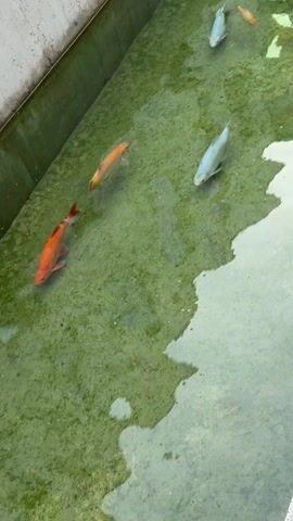 The video provides an overhead view of a rectangular pool or pond filled with clear water. The bottom of the pool is largely covered with a layer of green material, likely algae. Several fish are visible, swimming slowly and gracefully through the water.

There are at least three vibrant orange fish and five white or very light blue fish, occasionally shimmering as they move. The fish appear to be a type of carp or koi. The pool has visible concrete edges on one side. Reflections from the surrounding environment are visible on the water's surface, indicating bright conditions, likely daytime. The overall scene is calm, showcasing the fish in their aquatic environment. No people or text are visible in the video.