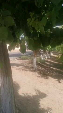 This video showcases a serene outdoor scene in Jarqurgon, Uzbekistan. The camera pans across a row of trees with white-painted trunks, lining a dusty path. Lush green foliage from overhead branches creates dappled shadows on the ground, suggesting a sunny day. In the background, more trees and vegetation are visible, hinting at a rural or semi-rural setting. The overall atmosphere is peaceful and natural. The footage appears to be shot during daylight hours, likely late morning or early afternoon given the bright sunlight filtering through the leaves. There are no people or explicit objects of interest, allowing the viewer to focus on the tranquil environment. The video is short and consists of a slow camera movement, emphasizing the quiet beauty of the location.
