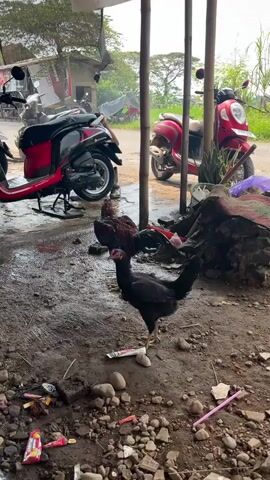 In an outdoor setting, under a shaded area with visible bamboo posts, two chickens stand on damp, dirt-covered ground littered with small rocks and bits of trash. In the foreground, a black chicken is positioned close to the camera, while a larger, reddish-brown chicken stands further back. Behind the chickens, two scooters—one black and one red—are parked on a paved surface with patches of wetness. The backdrop includes glimpses of greenery, buildings, and a road. The scene appears to be in a rural or semi-urban area.
