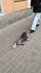 Ordinary morning moments captured in Saint Petersburg streets