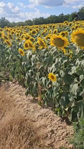 The video shows a field of sunflowers with a blue sky and some clouds in the background. The sunflowers are facing towards the left of the screen. In the distance, there are some trees and buildings. The camera is panning from left to right.