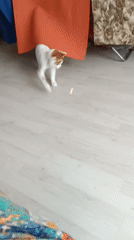 Shaved cat chases laser dot in Mezhgorye home