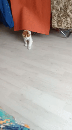 Shaved cat chases laser dot in Mezhgorye home