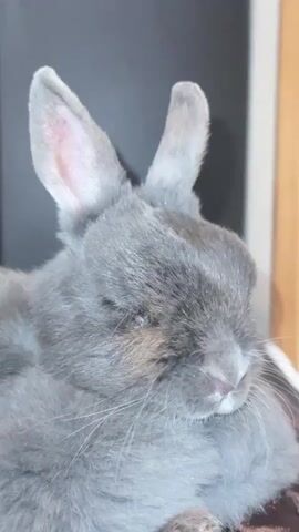 A close-up video shows a gray rabbit with its ears upright. The rabbit is resting and appears to be sleepy. The background is dark with a hint of wood grain on the right side.