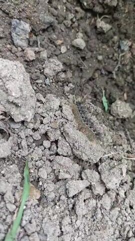 A close-up, static shot shows a caterpillar moving across dry, gray soil. The caterpillar is brown and fuzzy with black markings and several pairs of legs. The soil is comprised of small pebbles and dirt. A few green leaves are visible in the background.