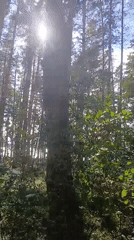 Lakeside and forest scenes around Visaginas, Lithuania
