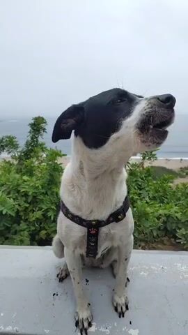 A black and white dog, wearing a black harness adorned with colorful paw prints, sits on a light-colored concrete ledge. The dog is actively howling, its head tilted back and mouth open wide. In the background, an expansive view of the ocean is visible under an overcast sky, with a sandy beach and green foliage stretching along the coastline below the ledge. The scene depicts a coastal area, specifically Chorrillos, Peru.