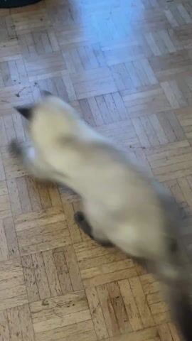 A single Siamese cat is shown on a light brown parquet floor. The cat bats at a crumpled white object in front of it, then steps away from it. A baby swing is partially visible in the background.