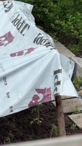 The video shows a garden with a covered area, possibly for plants, using a white tarp with the word "TIPPI" visible. The garden features rows of small plants, likely tomatoes, supported by wooden stakes. A tree with a white-painted trunk stands among the plants. The garden is bordered by concrete blocks and includes a small green chair. The weather appears overcast, with the soil damp. Other objects in the background include a wooden structure and various garden tools.