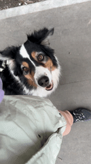 Morning dog walking observed in Moscow residential area