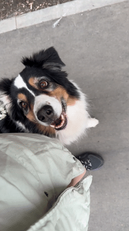Morning dog walking observed in Moscow residential area