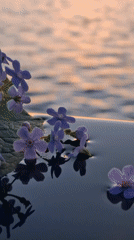 Spring flowers and sunset documented at Russian lakeside
