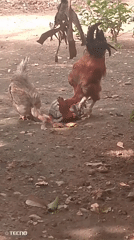 Chickens observed in rural Tinaquillo, Venezuela farmyard setting