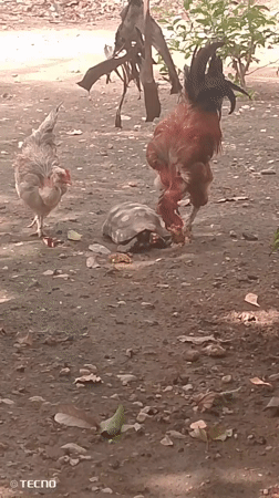 Chickens observed in rural Tinaquillo, Venezuela farmyard setting