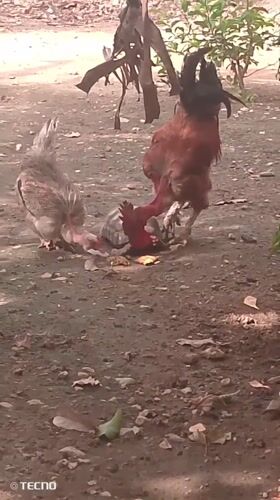 Chickens observed in rural Tinaquillo, Venezuela farmyard setting