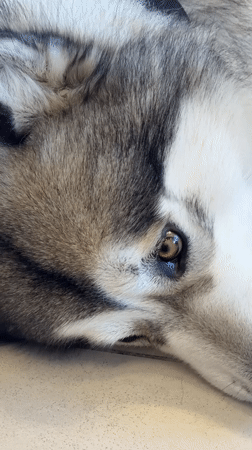 Lazy morning in Tel Aviv: husky, selfies, and breakfast