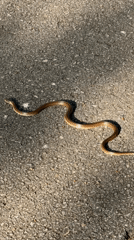 Snake spotted on asphalt road in Haskovo, Bulgaria