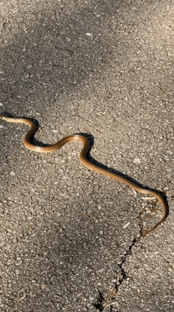 Snake spotted on asphalt road in Haskovo, Bulgaria
