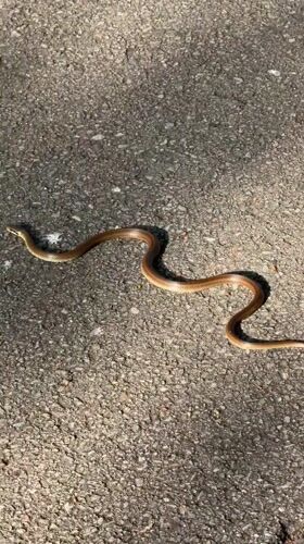 Snake spotted on asphalt road in Haskovo, Bulgaria