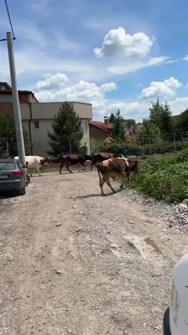 A herd of cattle is walking on a dirt road in a residential area. There are houses and trees in the background, and a car is parked on the left side of the road. The sky is cloudy. One cow is walking in the foreground, and several other cows are following behind it. A person wearing a blue shirt is riding on the back of one of the cows. The cows are of various colors, including black, brown, and white. The road is covered in gravel and dirt.
