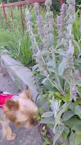 A small, tan Yorkshire Terrier, wearing a bright red harness, is walking on a paved path next to a concrete curb. The dog is sniffing a cluster of tall, light green plants with small purple flowers. The plants appear to be growing along the edge of a garden or grassy area. The ground is a rough, grey asphalt. In the background, more green foliage and some taller, reddish-brown stalks are visible, suggesting an outdoor setting with vegetation. The lighting suggests it is daytime, likely overcast or in the shade, as there are no harsh shadows. The dog's focus on the plants indicates curiosity and exploration. The scene appears peaceful and typical of a dog walk in a suburban or park-like environment. No text is visible in the media file.