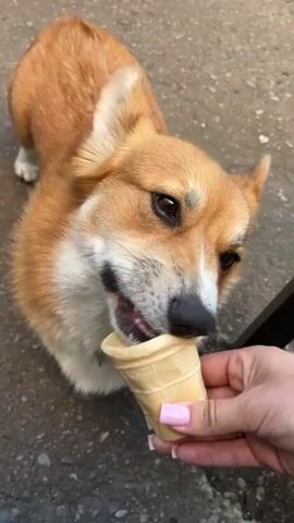 A high-angle, medium shot shows a corgi dog eating ice cream from a cone held by a person's hand. The dog is brown and white with large ears and is positioned on a grey, concrete-like surface. The person's hand has pink fingernails and is holding the waffle cone with its pointed end towards the dog's mouth. The dog is actively licking the ice cream from the cone, with its tongue visible. The background is blurred and appears to be an outdoor environment with a rough texture.