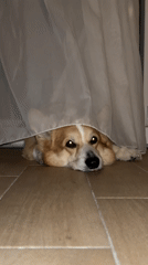 Corgi rests on tiled floor in Budva, Montenegro