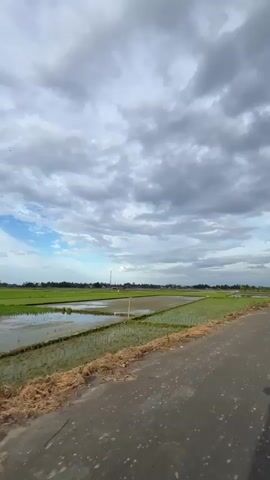 This video shows a person riding a motorcycle on a paved road next to a rice paddy field. The sky is overcast with dramatic clouds. The rice paddy is partially flooded and appears to be in various stages of cultivation. The road is asphalt with white lane markings. The rider's shadow is visible on the road. The video is shot from a first-person perspective.