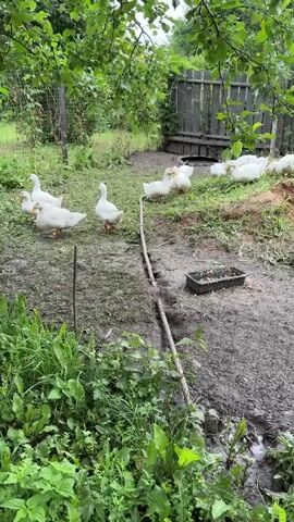 A group of white geese and goslings are gathered in a muddy, grassy yard surrounded by trees and a wooden fence. Some geese are standing, while others are resting on the ground. A few goslings are clustered together. A black feed trough filled with seeds is visible on the ground. The overall impression is of a peaceful, rural farm setting.