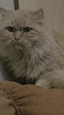 A medium close-up shows a fluffy, light tan Persian cat seated atop a brown fabric surface, likely a cushion or piece of furniture. The cat is oriented toward the camera. Its gaze is steady and forward. The background is a plain, light-colored wall with a vertical line suggesting a door frame or edge. The cat's fur is long and well-groomed, and its facial expression is neutral. The overall lighting appears dim.