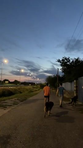 Two men walk their dogs on a paved path at dusk. The sky is a deep blue with wispy clouds. Streetlights line the path, casting a warm glow. Trees and a fence are visible on the right side of the path.