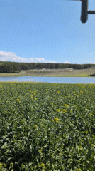 Spring flowers bloom in field near Bulgarian lake