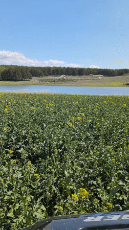 Spring flowers bloom in field near Bulgarian lake