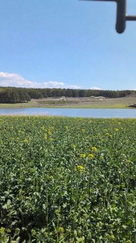 Spring flowers bloom in field near Bulgarian lake