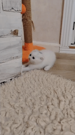 Cats and kittens living their best lives in Baku