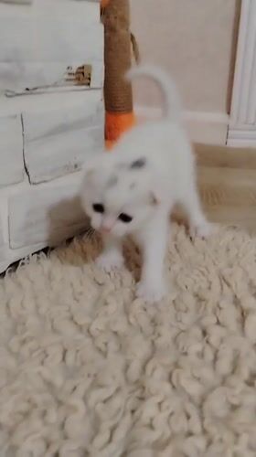 Cats and kittens living their best lives in Baku